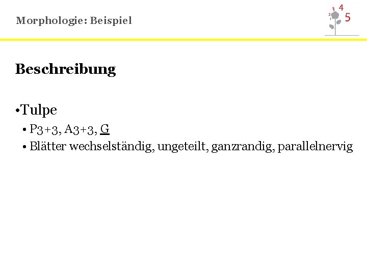 Morphologie: Beispiel Beschreibung • Tulpe • P 3+3, A 3+3, G • Blätter wechselständig,