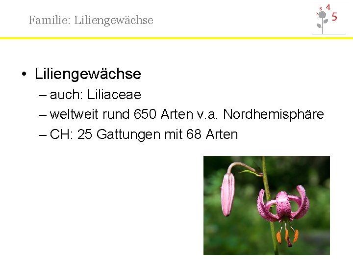 Familie: Liliengewächse • Liliengewächse – auch: Liliaceae – weltweit rund 650 Arten v. a.