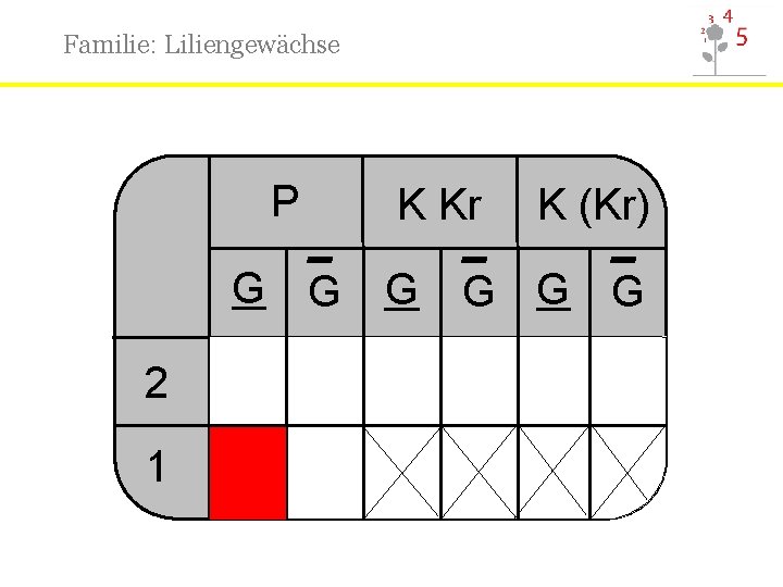 Familie: Liliengewächse P K Kr K (Kr) _ _ _ G G G 2
