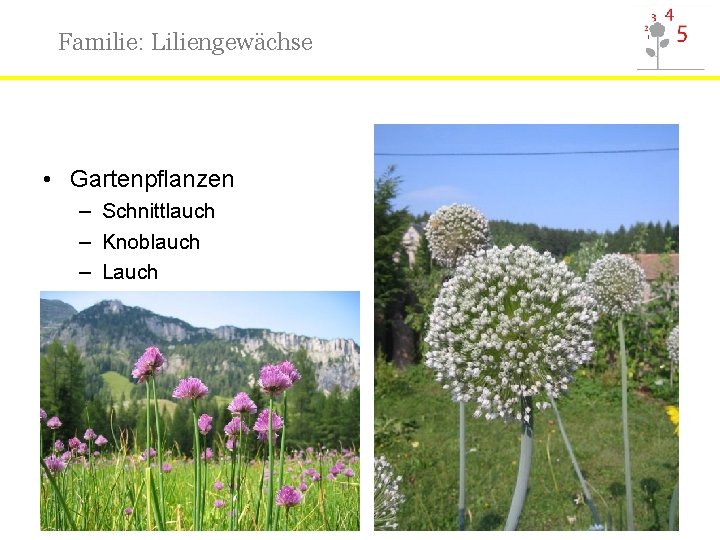 Familie: Liliengewächse • Gartenpflanzen – Schnittlauch – Knoblauch – Lauch 