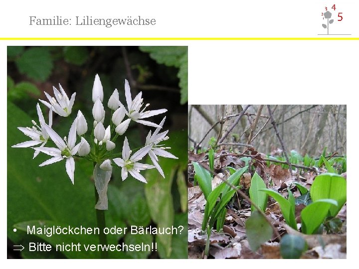 Familie: Liliengewächse • Maiglöckchen oder Bärlauch? Bitte nicht verwechseln!! 