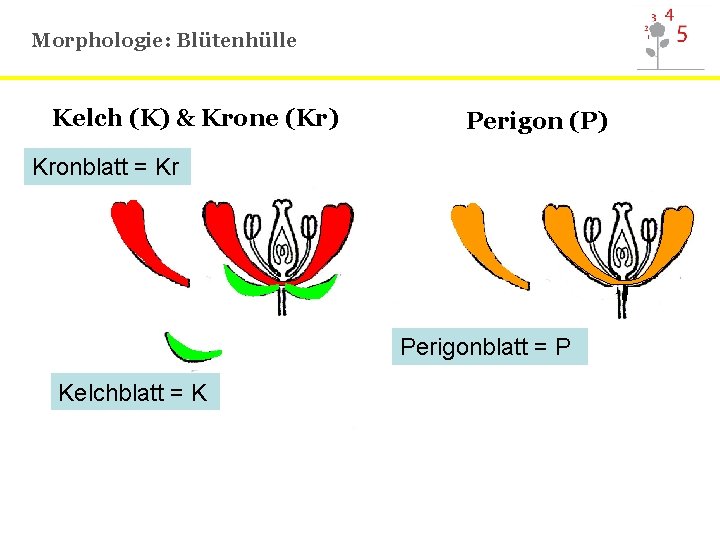 Morphologie: Blütenhülle Kelch (K) & Krone (Kr) Perigon (P) Kronblatt = Kr Perigonblatt =