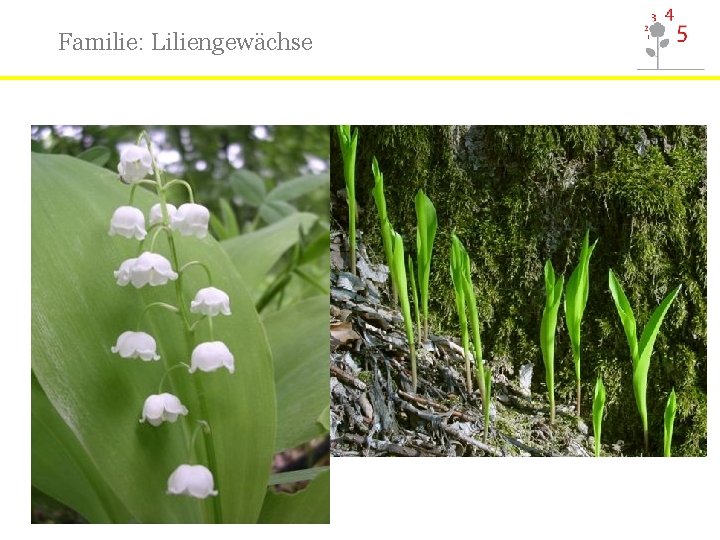 Familie: Liliengewächse 