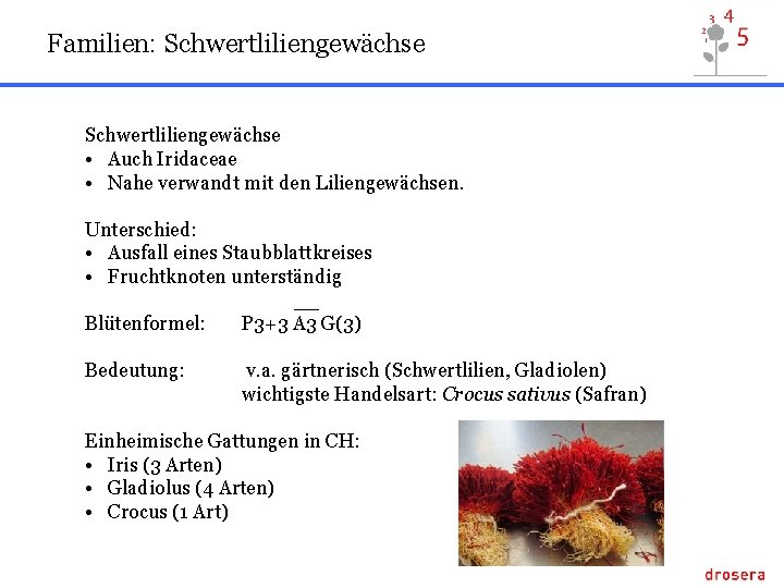 Familien: Schwertliliengewächse • Auch Iridaceae • Nahe verwandt mit den Liliengewächsen. Unterschied: • Ausfall