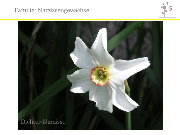 Familie: Narzissengewächse Dichter-Narzisse 