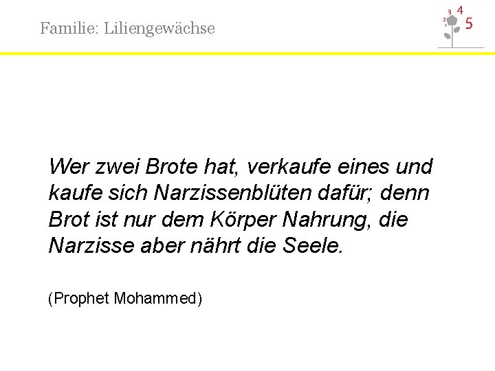Familie: Liliengewächse Wer zwei Brote hat, verkaufe eines und kaufe sich Narzissenblüten dafür; denn