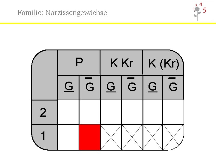 Familie: Narzissengewächse P K Kr K (Kr) _ _ _ G G G 2