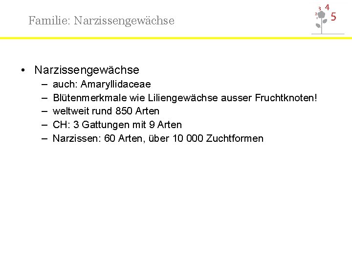 Familie: Narzissengewächse • Narzissengewächse – – – auch: Amaryllidaceae Blütenmerkmale wie Liliengewächse ausser Fruchtknoten!