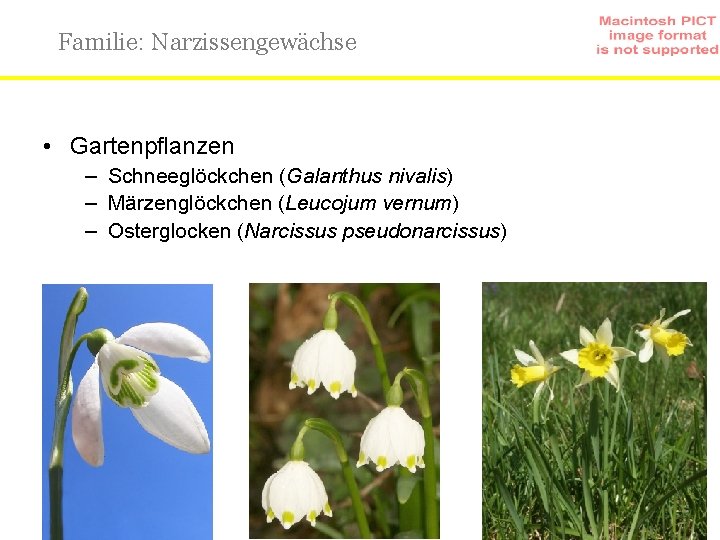 Familie: Narzissengewächse • Gartenpflanzen – Schneeglöckchen (Galanthus nivalis) – Märzenglöckchen (Leucojum vernum) – Osterglocken