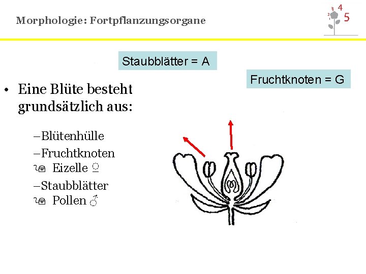 Morphologie: Fortpflanzungsorgane Staubblätter = A • Eine Blüte besteht grundsätzlich aus: –Blütenhülle –Fruchtknoten Eizelle