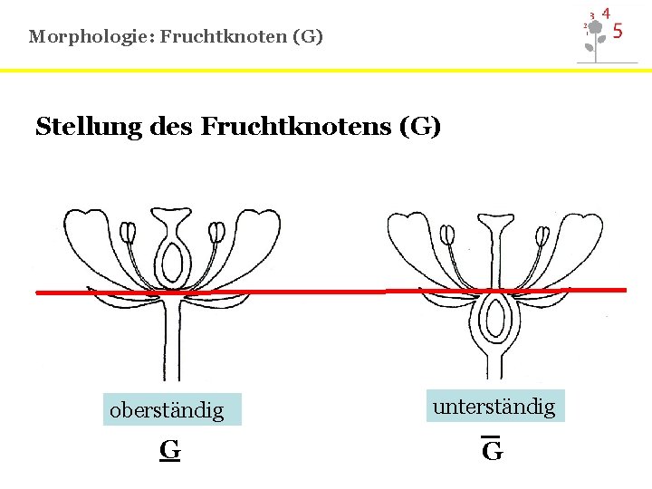 Morphologie: Fruchtknoten (G) Stellung des Fruchtknotens (G) oberständig G unterständig _ G 
