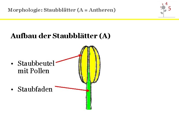 Morphologie: Staubblätter (A = Antheren) Aufbau der Staubblätter (A) • Staubbeutel mit Pollen •