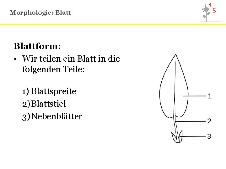 Morphologie: Blattform: • Wir teilen ein Blatt in die folgenden Teile: 1) Blattspreite 2)