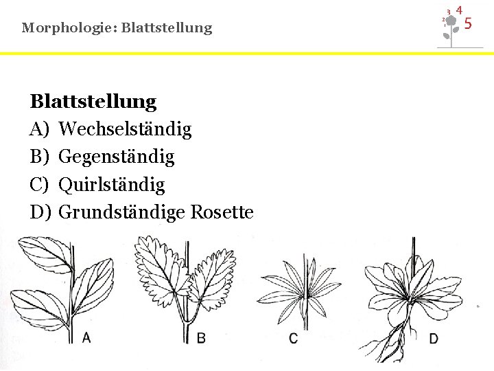 Morphologie: Blattstellung A) Wechselständig B) Gegenständig C) Quirlständig D) Grundständige Rosette 