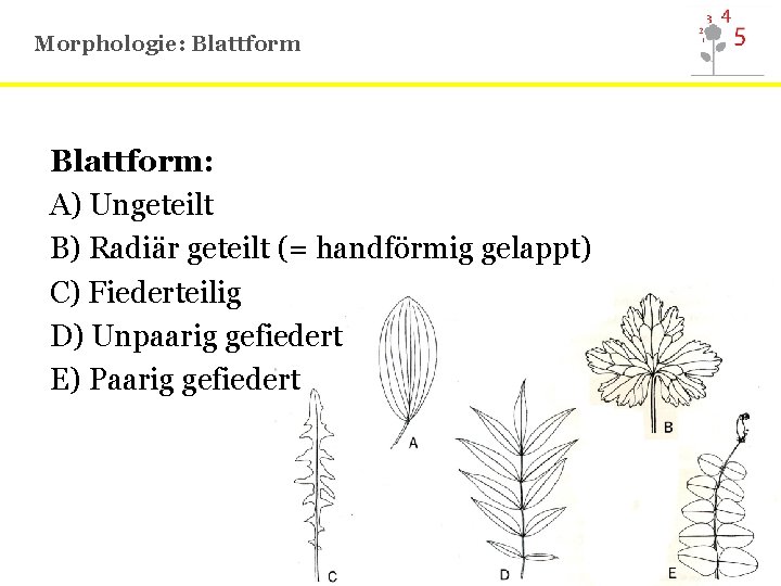 Morphologie: Blattform: A) Ungeteilt B) Radiär geteilt (= handförmig gelappt) C) Fiederteilig D) Unpaarig