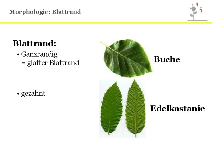 Morphologie: Blattrand: • Ganzrandig = glatter Blattrand Buche • gezähnt Edelkastanie 