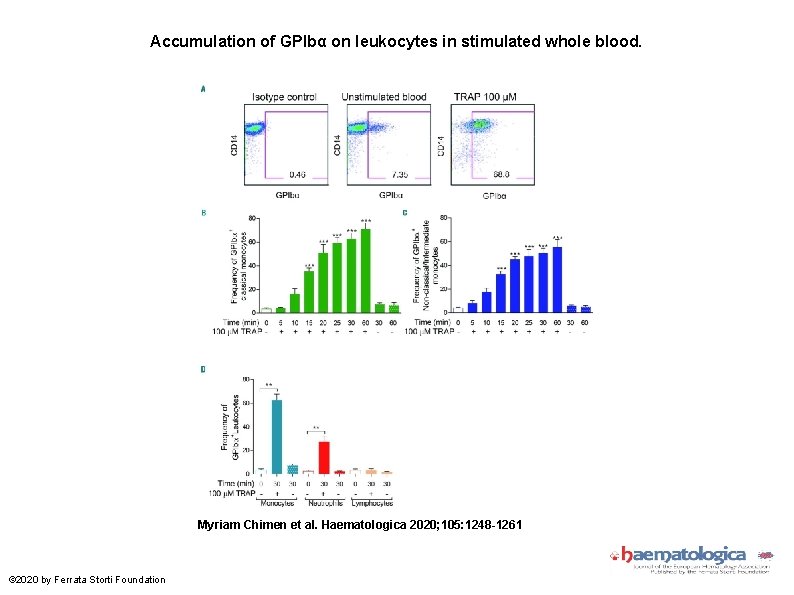 Accumulation of GPIbα on leukocytes in stimulated whole blood. Myriam Chimen et al. Haematologica