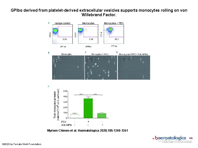GPIbα derived from platelet-derived extracellular vesicles supports monocytes rolling on von Wlllebrand Factor. Myriam