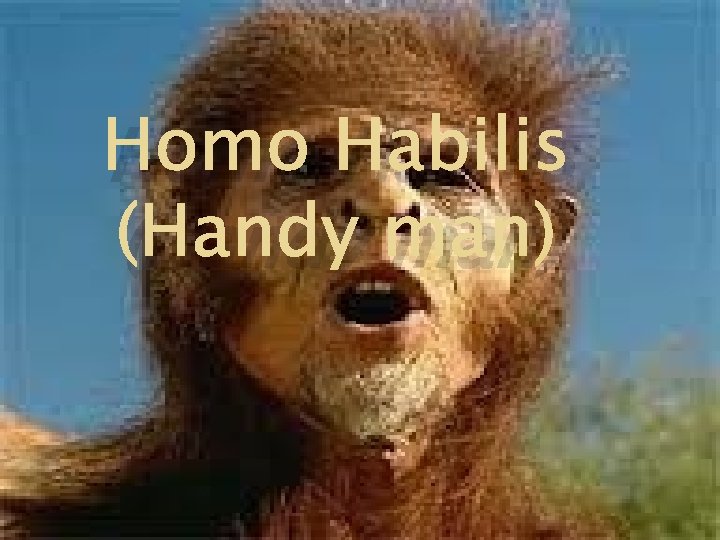 Homo Habilis (Handy man) 