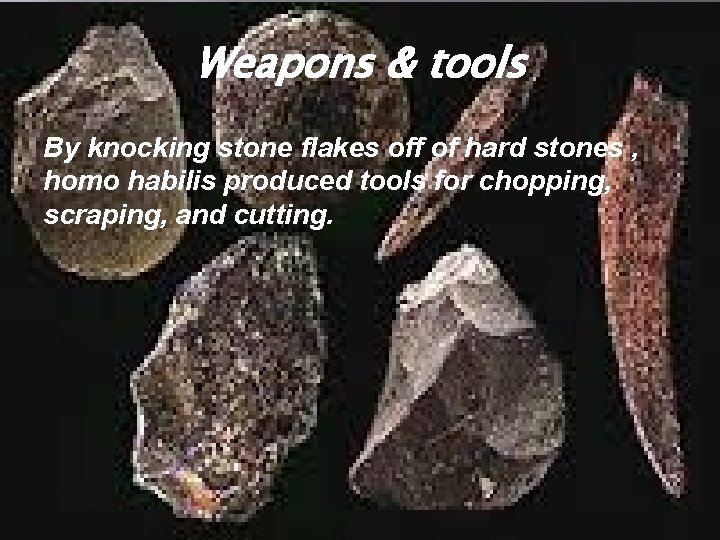 Weapons & tools By knocking stone flakes off of hard stones , homo habilis