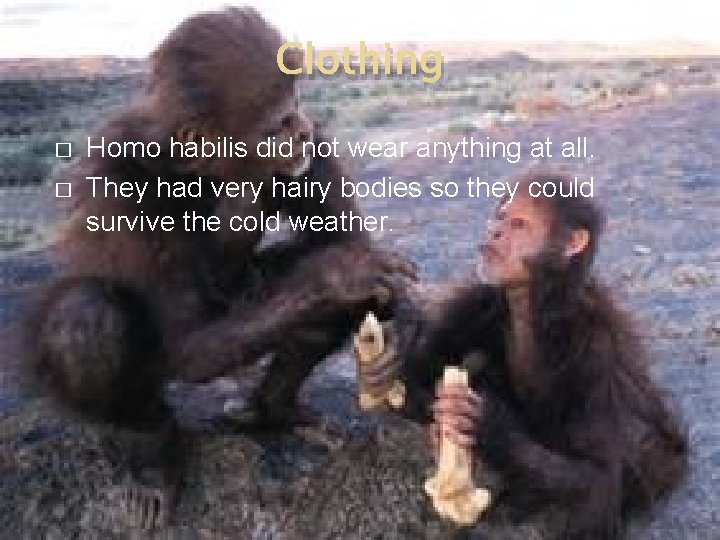 Clothing � � Homo habilis did not wear anything at all. They had very