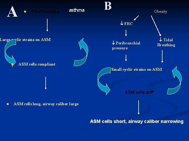 A n Tidal breathing asthma B Obesity FRC Large cyclic strains on ASM n