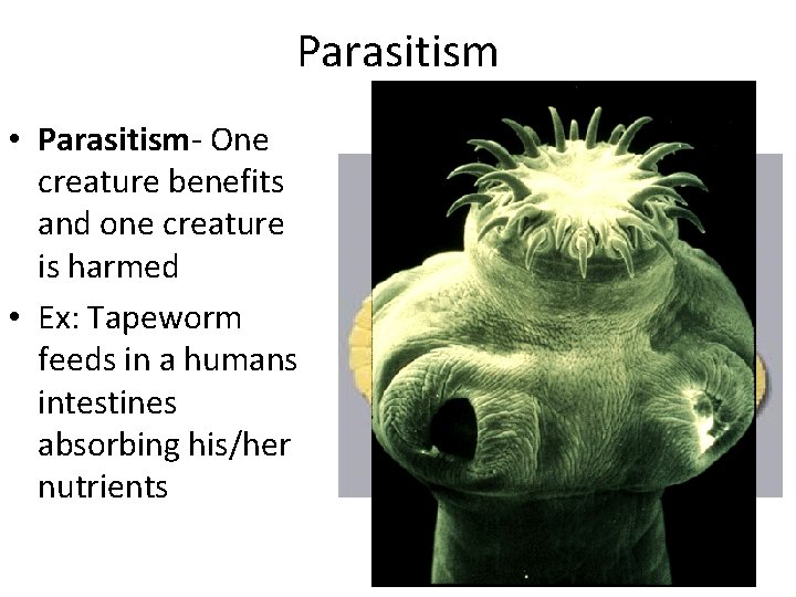 Parasitism • Parasitism- One creature benefits and one creature is harmed • Ex: Tapeworm