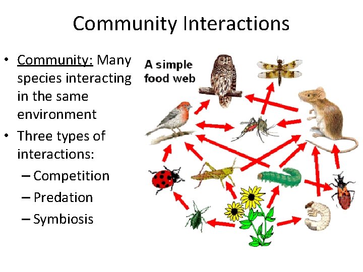 Community Interactions • Community: Many species interacting in the same environment • Three types