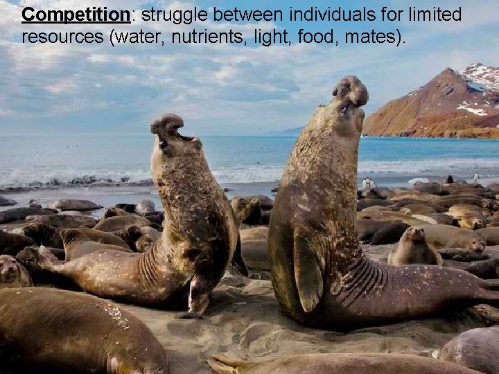 Competition: struggle between individuals for limited resources (water, nutrients, light, food, mates). 