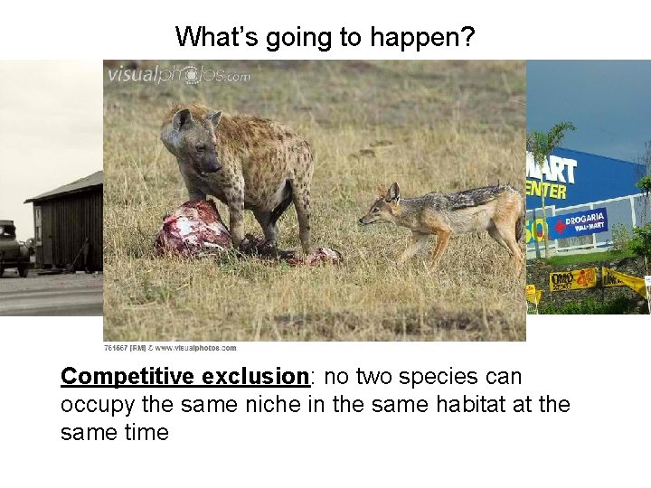 What’s going to happen? Competitive exclusion: no two species can occupy the same niche