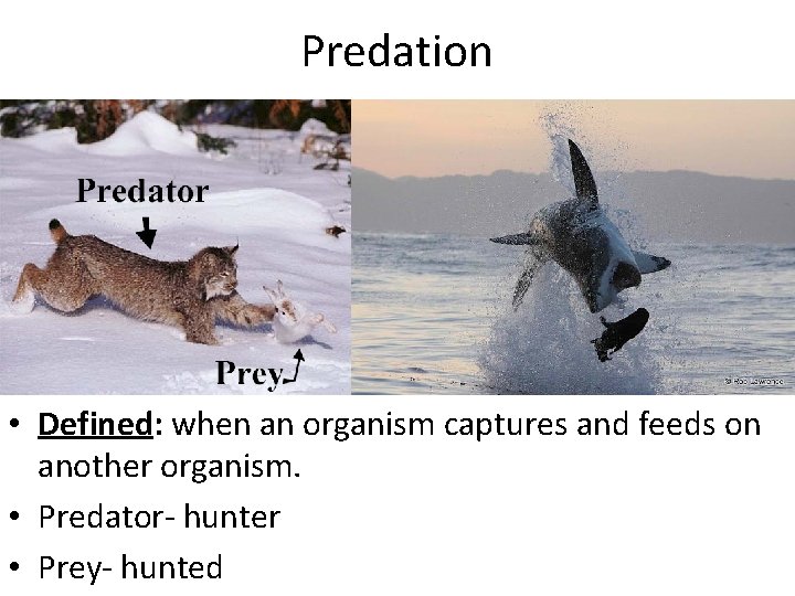 Predation • Defined: when an organism captures and feeds on another organism. • Predator-