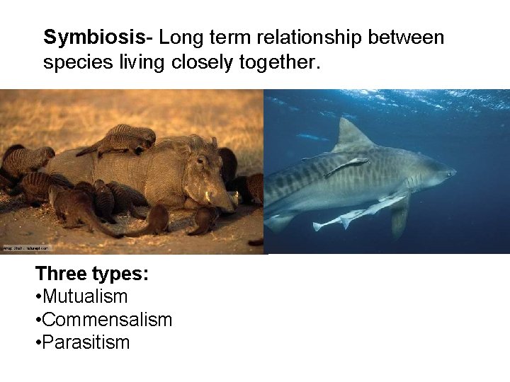 Symbiosis- Long term relationship between species living closely together. Three types: • Mutualism •