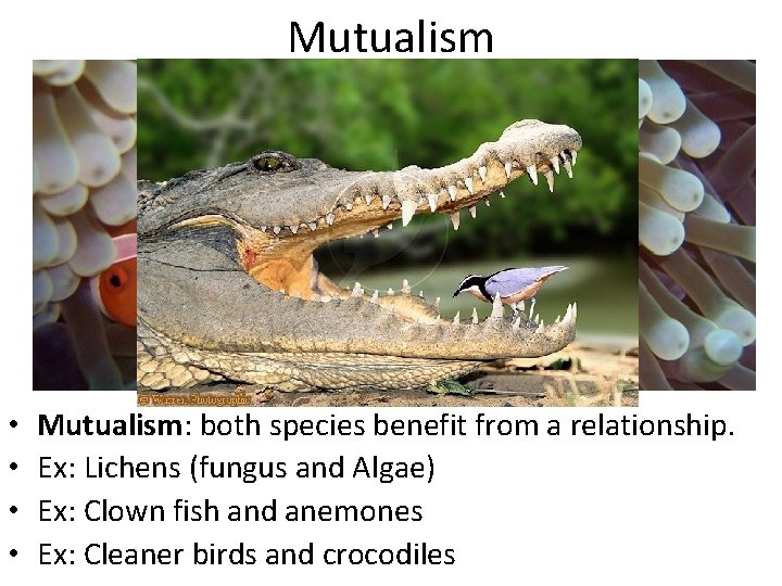 Mutualism • • Mutualism: both species benefit from a relationship. Ex: Lichens (fungus and