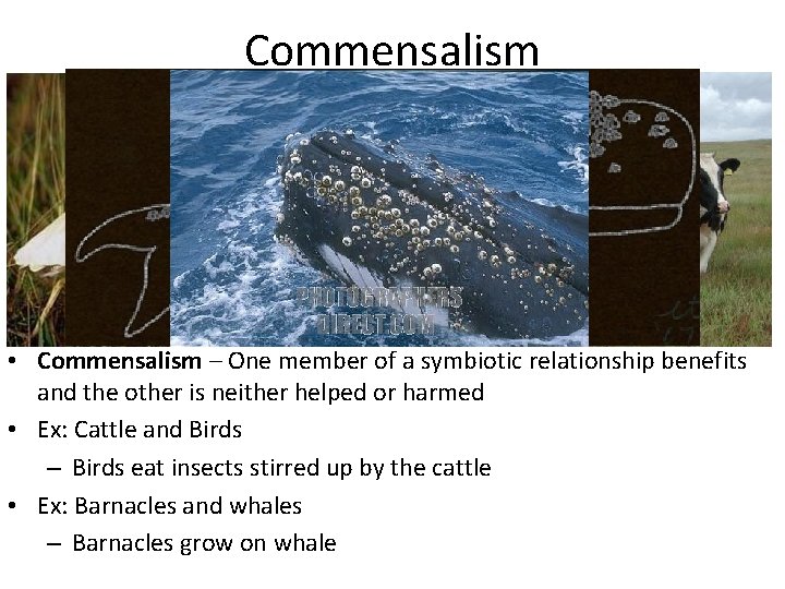 Commensalism • Commensalism – One member of a symbiotic relationship benefits and the other