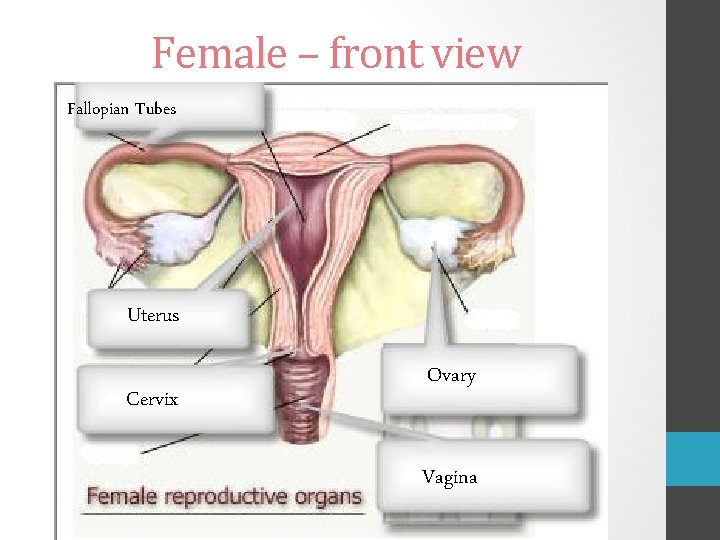 Female – front view Fallopian Tubes Uterus Cervix Ovary Vagina 