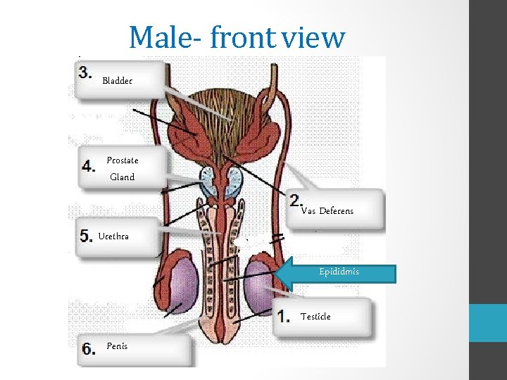 Male- front view Bladder Prostate Gland Vas Deferens Urethra Epididmis Testicle Penis 