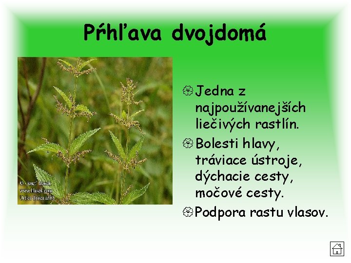 Pŕhľava dvojdomá { Jedna z najpoužívanejších liečivých rastlín. { Bolesti hlavy, tráviace ústroje, dýchacie