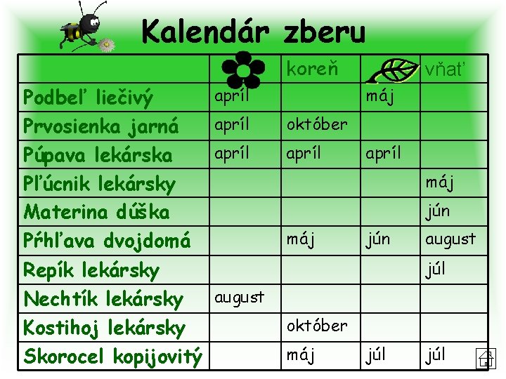 Kalendár zberu koreň Podbeľ liečivý Prvosienka jarná Púpava lekárska Pľúcnik lekársky Materina dúška Pŕhľava