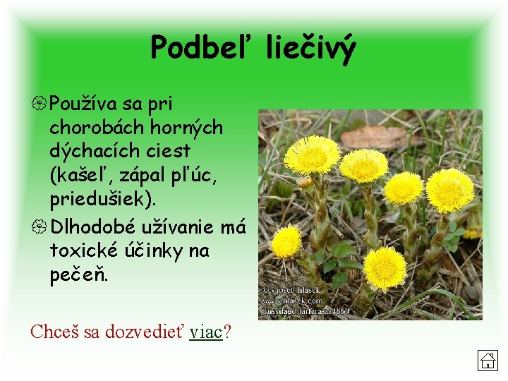 Podbeľ liečivý { Používa sa pri chorobách horných dýchacích ciest (kašeľ, zápal pľúc, priedušiek).