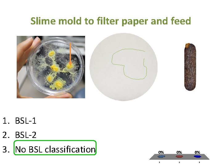 Slime mold to filter paper and feed 1. BSL-1 2. BSL-2 3. No BSL