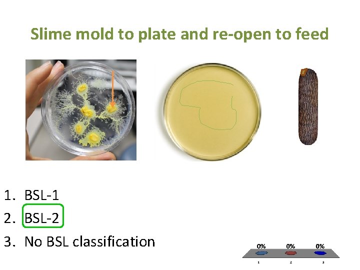 Slime mold to plate and re-open to feed 1. BSL-1 2. BSL-2 3. No