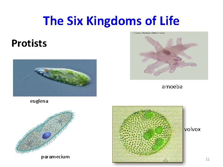 The Six Kingdoms of Life Protists amoeba euglena volvox paramecium 11 
