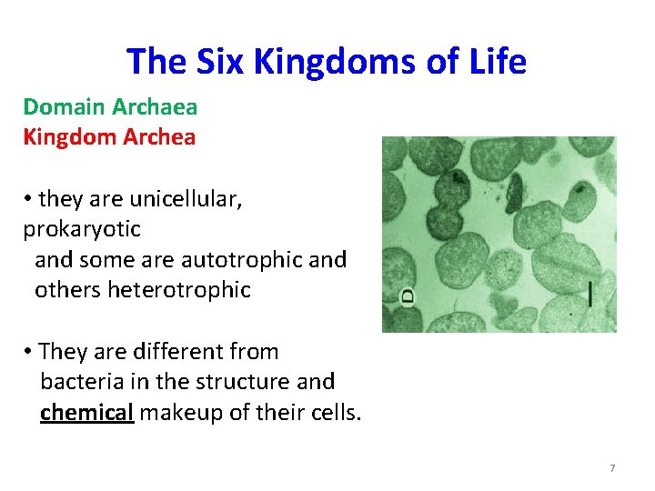 The Six Kingdoms of Life Domain Archaea Kingdom Archea • they are unicellular, prokaryotic