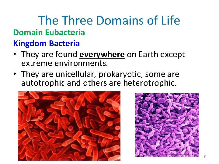 The Three Domains of Life Domain Eubacteria Kingdom Bacteria • They are found everywhere