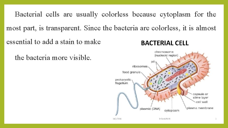 Bacterial cells are usually colorless because cytoplasm for the most part, is transparent. Since