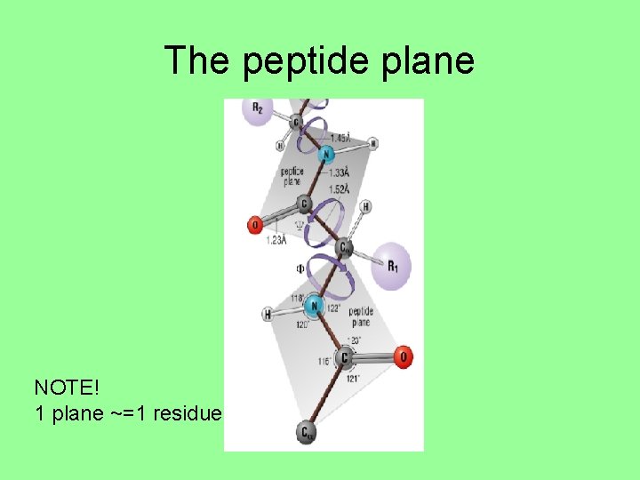 The peptide plane NOTE! 1 plane ~=1 residue 