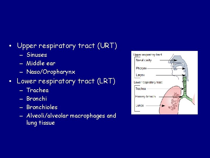  • Upper respiratory tract (URT) – Sinuses – Middle ear – Naso/Oropharynx •