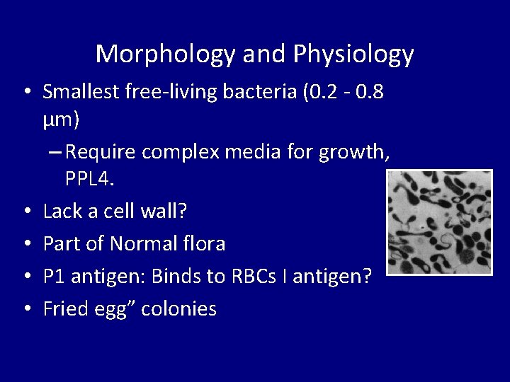 Morphology and Physiology • Smallest free-living bacteria (0. 2 - 0. 8 µm) –