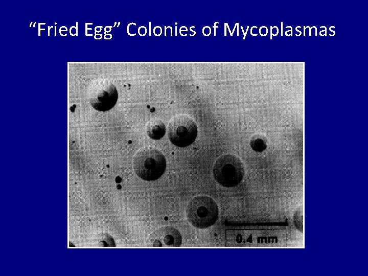 “Fried Egg” Colonies of Mycoplasmas 