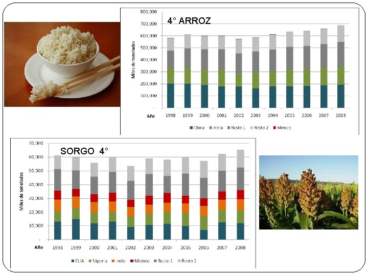 4° ARROZ SORGO 4° 